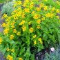 New Arrival 250 YELLOW MONKEY FLOWER Mimulus Grandiflorus Perennial Flower Seeds