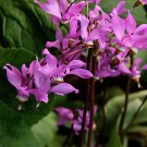 Premium 25 MIDLAND SHOOTING STAR Flamingo Flower, Birds Bills) Dodecatheon Flower Seeds