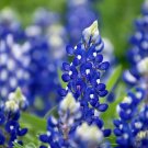 Top-Quality 150 TEXAS BLUEBONNET LUPINE Lupinus Texensis Flower Seeds Top-Quality 150 TEXAS BLUEBONNET LUPINE Lupinus Texensis Flower Seeds