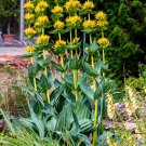 New Arrival 30 GREAT YELLOW GENTIAN Gentiana Lutea Herb Flower Seeds