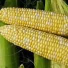 Limited Edition 60 BICOLOR CORN DELECTABLE Yellow & White Zea Mays Vegetable Seeds