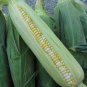 Limited Edition 60 BICOLOR CORN DELECTABLE Yellow & White Zea Mays Vegetable Seeds