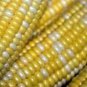 Limited Edition 60 BICOLOR CORN DELECTABLE Yellow & White Zea Mays Vegetable Seeds
