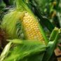 Limited Edition 60 BICOLOR CORN DELECTABLE Yellow & White Zea Mays Vegetable Seeds