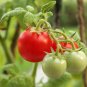 New Arrival 300 LARGE Red CHERRY TOMATO Lycopersicon Lycopersicum Fruit Vegetable Seeds