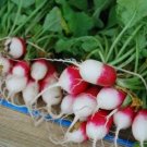 Exclusive 750 FRENCH BREAKFAST RADISH Raphanus Sativus Vegetable Seeds Exclusive 750 FRENCH BREAKFAST RADISH Raphanus Sativus Vegetable Seeds
