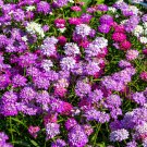 Limited Edition 2000 TALL MIX CANDYTUFT Iberis Umbellata Mixed Colors Ground Cover Flower Seeds
