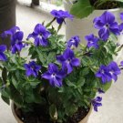 Best-Selling 50 BROWALLIA Americana aka Amethyst Flower & Bush Violet Purple Flower Seeds Best-Selling 50 BROWALLIA Americana aka Amethyst Flower & Bush Violet Purple Flower Seeds