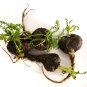 Best-Selling 50 BLACK MACA Peruvian Ginseng Maka Lepidium Meyenii syn. Peruvianum Herb Seeds