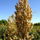 Limited Edition 50 TOP 76-6 SORGHUM Bicolor Syrup Flour Grain Vegetable Seeds