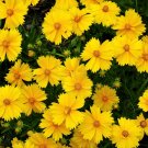 Best-Selling 1000 YELLOW SAND COREOPSIS Lanceolata Lanceleaf Tickseed Flower Seeds Best-Selling 1000 YELLOW SAND COREOPSIS Lanceolata Lanceleaf Tickseed Flower Seeds