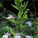 Best-Selling 250 Blue INDIAN TOBACCO (Indian Lobelia) Lobelia Inflata Flower Seeds