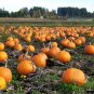 Premium 40 SMALL SUGAR PUMPKIN Orange Pie or Carving Cucurbita Pepo Vegetable Seeds