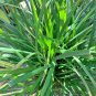 Premium 3000 QUICKDRAW ORCHARDGRASS Dactylis Glomerata Sun Shade Bunchgrass Seeds