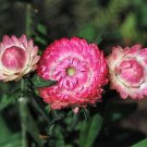 Exclusive 50 PINK DOUBLE STRAWFLOWER Helichrysum Bracteatum Flower Seeds