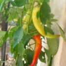 New Arrival 250 SWEET BANANA PEPPER Capsicum Annuum Vegetable Seeds