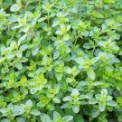 Top-Quality 1000 THYME Common English German French Garden Winter Thymus Vulgaris Herb Seeds Top-Quality 1000 THYME Common English German French Garden Winter Thymus Vulgaris Herb Seeds