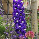 New Arrival 500 Purple ROCKET LARKSPUR DELPHINIUM Ajacis Consolida Flower Seeds New Arrival 500 Purple ROCKET LARKSPUR DELPHINIUM Ajacis Consolida Flower Seeds