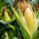 Top-Quality 50 SUGAR BUNS CORN Sweet S.E. Yellow Zea Mays Vegetable Seeds Top-Quality 50 SUGAR BUNS CORN Sweet S.E. Yellow Zea Mays Vegetable Seeds