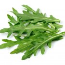 New Arrival 2000 ARUGULA Eruca Vesicaria Sativa Greens Vegetable Seeds New Arrival 2000 ARUGULA Eruca Vesicaria Sativa Greens Vegetable Seeds