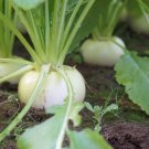 Exclusive 300 WHITE EGG TURNIP Brassica Rapa Vegetable Seeds