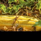 Top-Quality 50 BANANA MELON Fruit Cucumis Melo Seeds