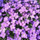 Limited Edition 500 PURPLE ROCKCRESS Rock Cress Aubrieta Deltoidea Flower Seeds