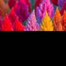 Limited Edition 150 Mixed PAMPAS PLUMES COCKSCOMB Celosia Plumosa Flower Seeds