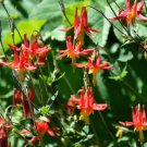Premium 100 WILD/ CANADIAN COLUMBINE Aquilegia Canadensis Flower Seeds