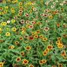 Premium 75 Mixed Colors PERSIAN CARPET ZINNIA Zinnia Haageana Flower Seeds Premium 75 Mixed Colors PERSIAN CARPET ZINNIA Zinnia Haageana Flower Seeds