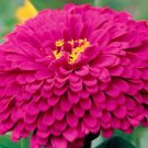 Best-Selling 250 PURPLE PRINCE ZINNIA Elegans Flower Seeds Best-Selling 250 PURPLE PRINCE ZINNIA Elegans Flower Seeds