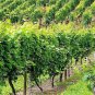 New Arrival 50 GREEN (Dessert / Table) GRAPE Vitis Vinifera Fruit Vine Seeds