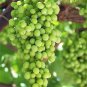New Arrival 50 GREEN (Dessert / Table) GRAPE Vitis Vinifera Fruit Vine Seeds