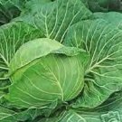 Best-Selling 500 DANISH BALLHEAD CABBAGE Brassica Oleracea Capitata Vegetable Seeds Best-Selling 500 DANISH BALLHEAD CABBAGE Brassica Oleracea Capitata Vegetable Seeds
