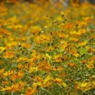 New Arrival 300 YELLOW SULPHUR COSMOS Bipinnatus Flower Seeds New Arrival 300 YELLOW SULPHUR COSMOS Bipinnatus Flower Seeds