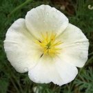 Limited Edition 1000 WHITE CALIFORNIA POPPY Eschscholzia Californica Flower Seeds