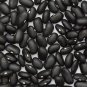 Limited Edition 50 BLACK BEAN (Black Turtle Bush Bean) Phaseolus Vulgaris Vegetable Seeds