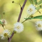 Exclusive 20 FEATHER TREE Fern of the Desert Feather Bush Lysiloma Thornberi Shrub Seeds Exclusive 20 FEATHER TREE Fern of the Desert Feather Bush Lysiloma Thornberi Shrub Seeds
