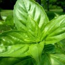 Limited Edition 1500 LEMON BASIL Ocimum Basilicum HERB Flower Seeds Limited Edition 1500 LEMON BASIL Ocimum Basilicum HERB Flower Seeds