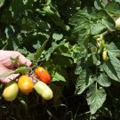 Premium 500 ITALIAN ROMA TOMATO Lycopersicon Lycopersicum Fruit Vegetable Seeds Premium 500 ITALIAN ROMA TOMATO Lycopersicon Lycopersicum Fruit Vegetable Seeds