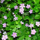 Top-Quality 20 SIBERIAN SPRING BEAUTY Claytonia Sibirica Purslane Pink Shade Flower Seeds