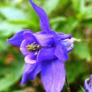 Best-Selling 100 PURPLE COLUMBINE Aquilegia Vulgaris Flower Seeds