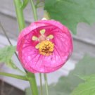 New Arrival 30 Mixed Colors FLOWERING MAPLE Abutilon Hybridum Chinese Bell Flower Tree Seeds