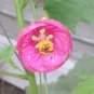 New Arrival 30 Mixed Colors FLOWERING MAPLE Abutilon Hybridum Chinese Bell Flower Tree Seeds