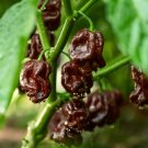 New Arrival 50 Hot BROWN HABANERO PEPPER Capsicum Chinense Seeds