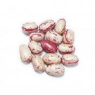 Best-Selling 50 CRANBERRY BEAN French HORTICULTURE Bortolli Roman Phaseolus Vegetable Seeds Best-Selling 50 CRANBERRY BEAN French HORTICULTURE Bortolli Roman Phaseolus Vegetable Seeds