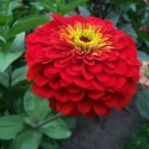 Exclusive 250 Red CHERRY QUEEN ZINNIA Elegans Flower Seeds Exclusive 250 Red CHERRY QUEEN ZINNIA Elegans Flower Seeds