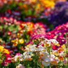 Premium 50 CARNIVAL MIX NEMESIA Strumosa Mixed Colors Flower Seeds Premium 50 CARNIVAL MIX NEMESIA Strumosa Mixed Colors Flower Seeds