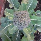 Exclusive 1000 Organic DE CICCO BROCCOLI Di Cicco Brassica Oleracea Vegetable Seeds Exclusive 1000 Organic DE CICCO BROCCOLI Di Cicco Brassica Oleracea Vegetable Seeds