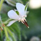 Top-Quality 50 WHITE BORAGE Borago Officinalis Bianca Herb Flower Seeds